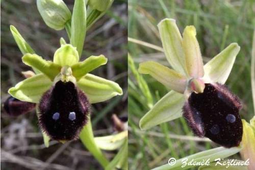 Ophrys x flavicans